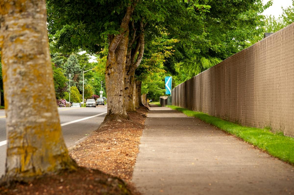 Street trees separating sidewalk and road